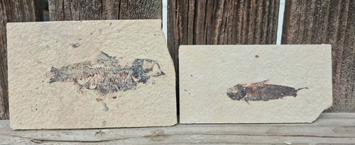 Pair knightia fossilized - of,