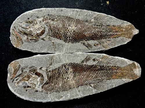 Pair fossil fish - fossil,