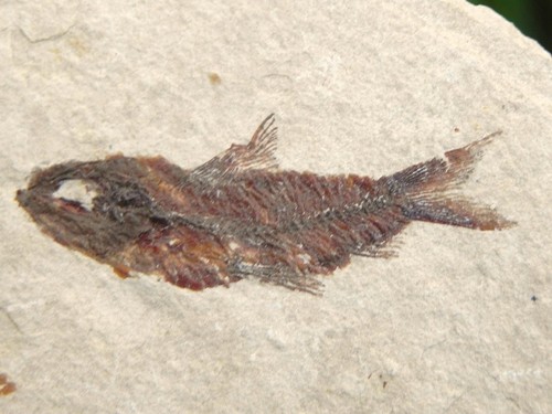 100 authentic fossil fish - 100%,