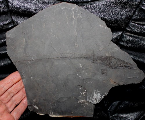 Anenchelum glarisianum big - anenchelum,