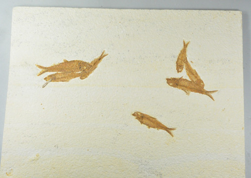 Aaa knightia eocaena fossil - eocaena,