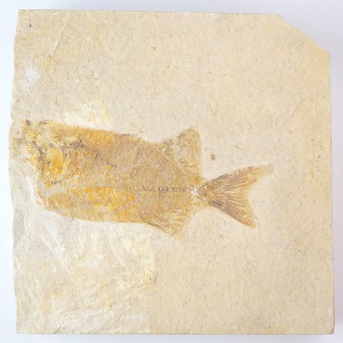 Phareodus fossil split - ~5.0",