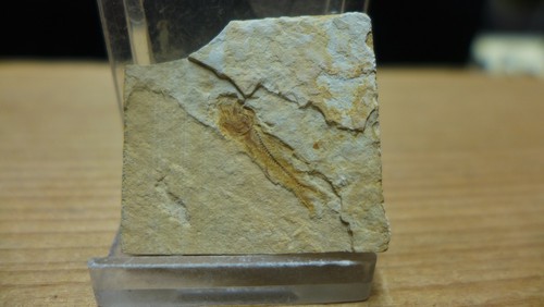 Geological enterprises eocene - geological,