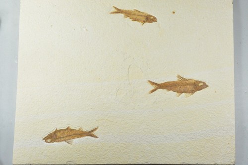 Aaa knightia eocaena - eocaena, fossil