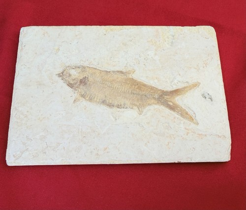 50m year old - 50m, knightia