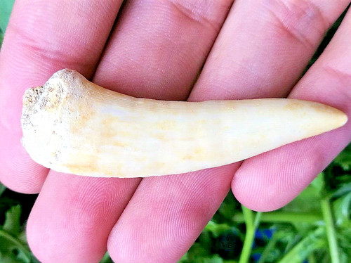 Inch long enchodus - 2,