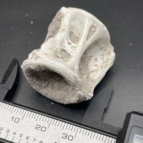 Fossilized fish vertebrae - fossilized, bone