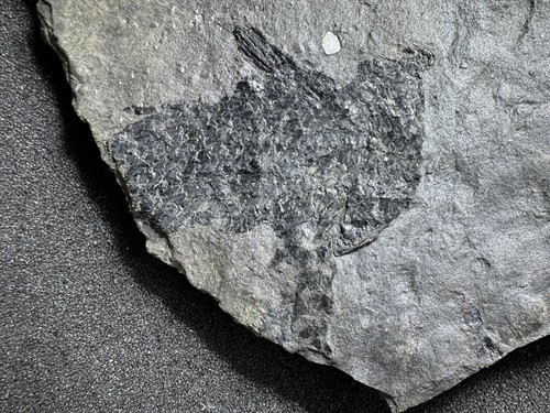 Jurassic fish fossil from - jurassic,