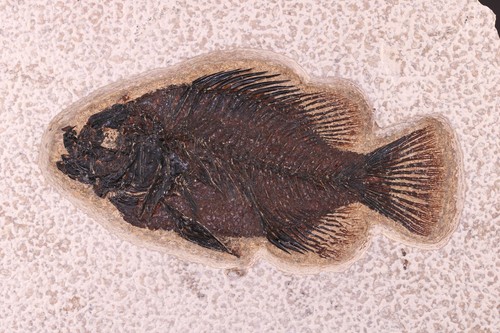 Nice fossil fish - nice, 4.6"
