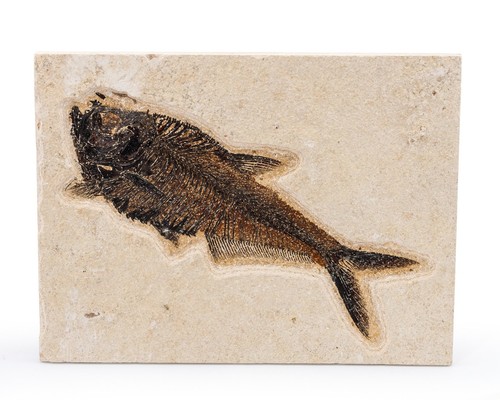 Fossil fish diplomystus - fossil, fish.