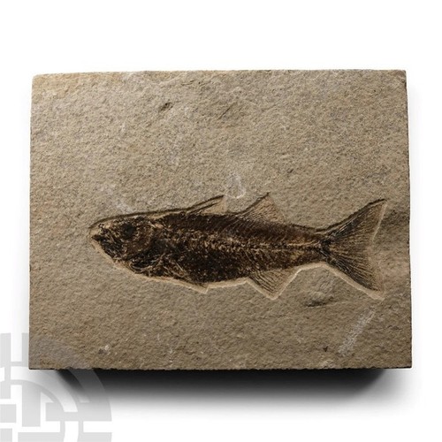 Eocene period million - 56-33,