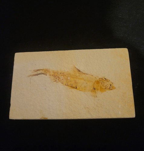 Diplomystus fossil - 3.5"diplomystus, sp.