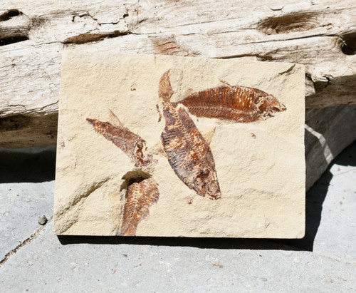 Fossil eocene multiple - eocene,