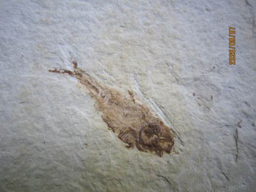 Great diplomystus dentatus - great,
