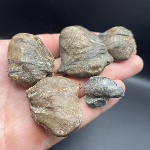 Fossil fish bladders - bladders, southwest