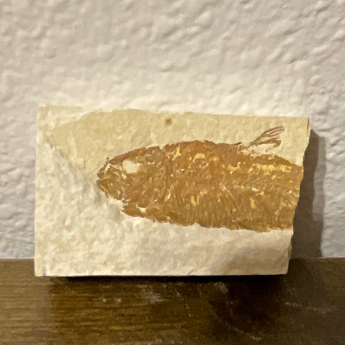Small fossilized fish fossil - small,