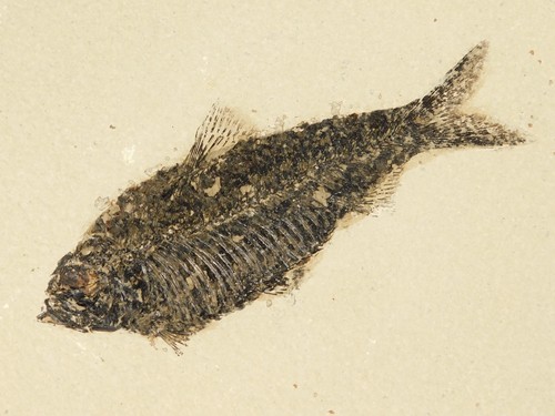 Rare million year old - rare!,