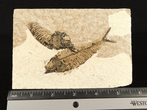 Two knightia fish - knightia, fossils