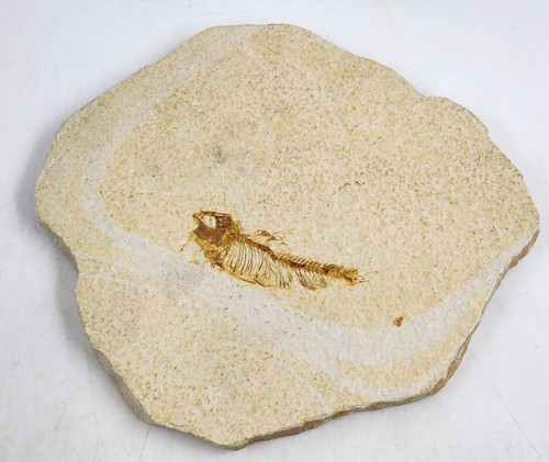 Wyoming fossil fish - wyoming,