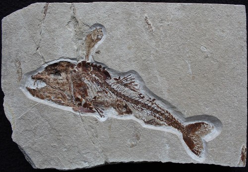 Viper fish eurypholis - viper,