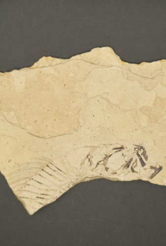 Fossil fish - fossil,