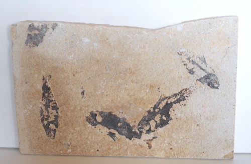 Fossil fish wyoming green - wyoming,