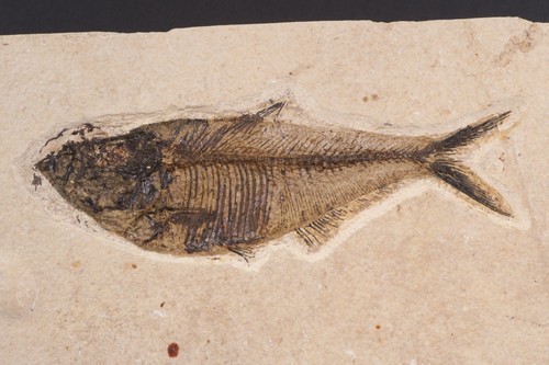 Diplomystus fossil fish - 6.5",