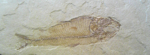 Diplomystus dentatus fossil - diplomystus,