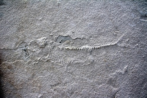 Unprepared fossil fish - 6.5",