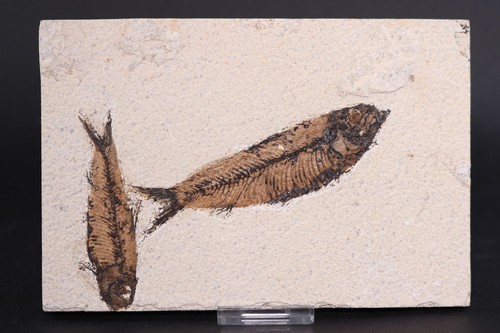 Knightia eocaena fossil fish - knightia,