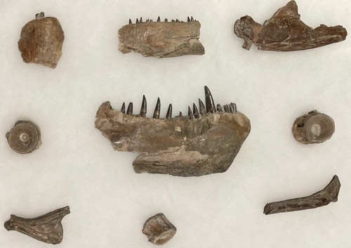 Large texas cretaceous - large,