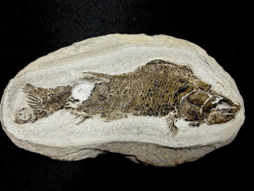 Fossil fish perleidus - fossil, ，perleidus