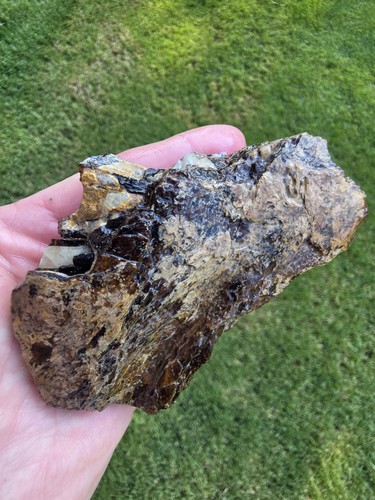Xiphactinus jaw section - jaw,