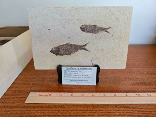 Knightia fossil fish green - fossil,