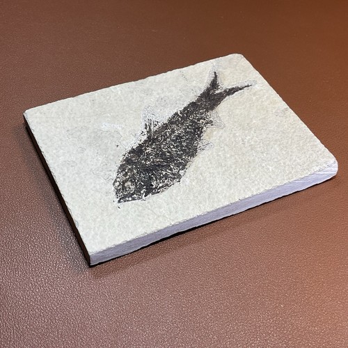Fossil fish in - ,
