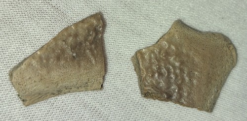 Two pleistocene bony fish - pleistocene,