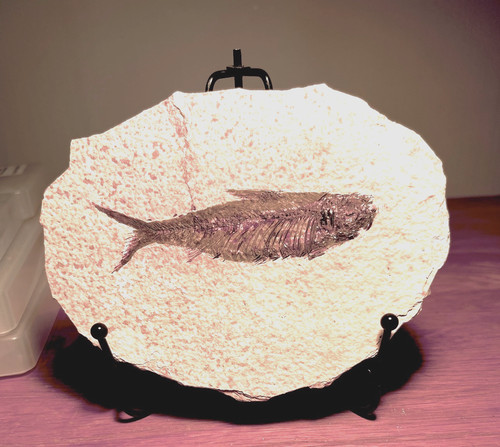 Fossil fish matrix circa - fish, matrix.