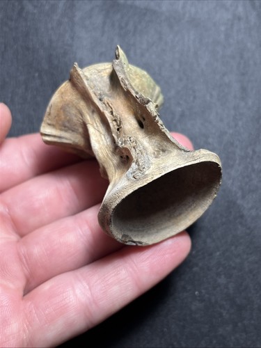Rare massive fossil fish - fossil,