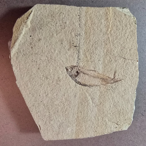 Small fish fossil - small, limestone