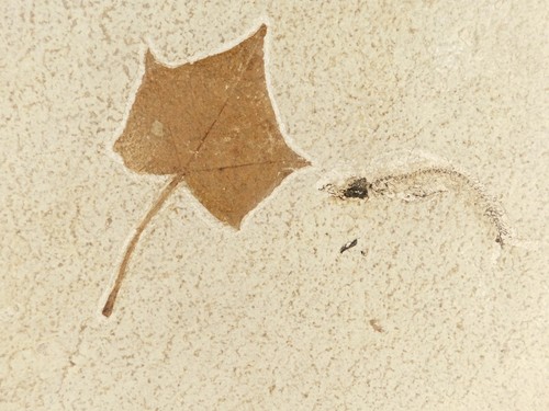 Fish fossil with - fossil, a