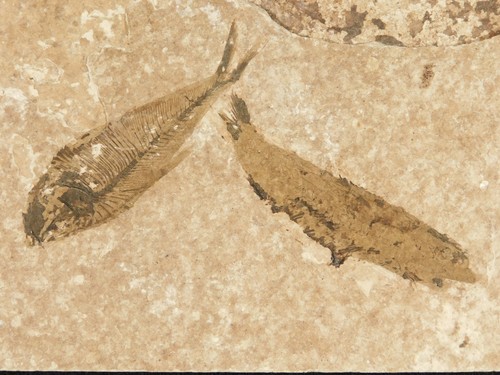 Two million year - 50, old