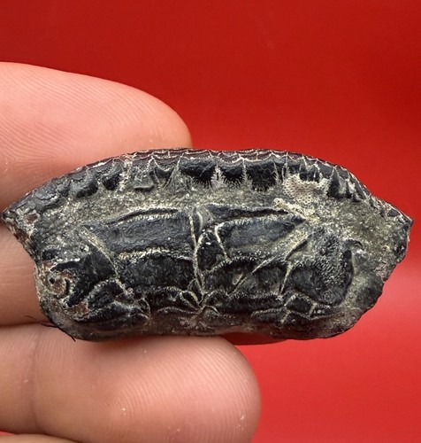Huge fish mouthplate - mouthplate,