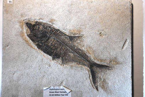 Fossil fish inches - fossil,