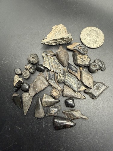 Fish fossil collection gar - fish,