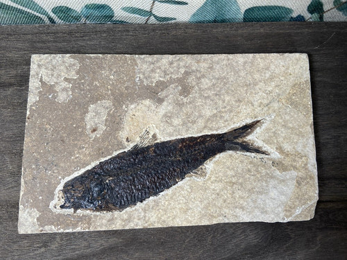 Fish fossil plaque - plaque, 7"