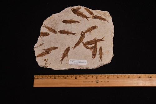 Knightia fish fossil in - -,