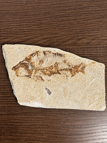 Genuine fossil fish green - genuine,