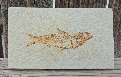 Inch knightia fossilized - inch,