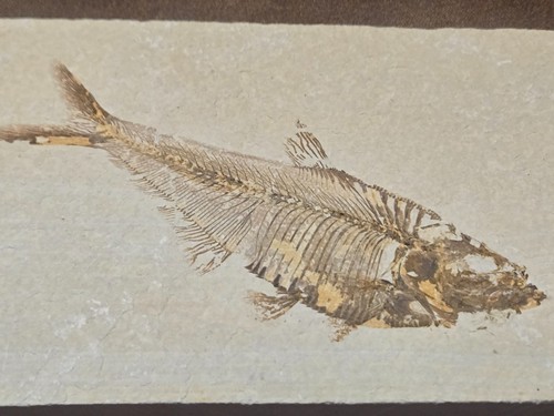 Knightia fossil fish - 5.25",