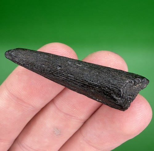 Rare fossilized billfish - rare,